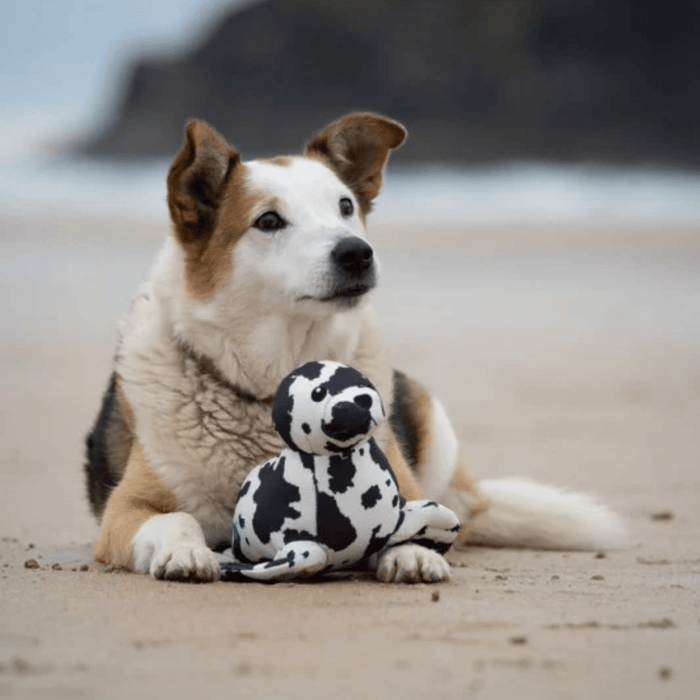 Tricoloured mix breed dog with a black and white seal plush dog toy between it's paws on a beach.