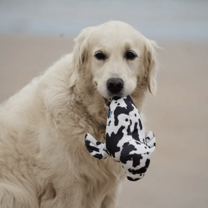 Close up of golden retriever with a black and white seal plush dog toy in it's mouth on a beach.