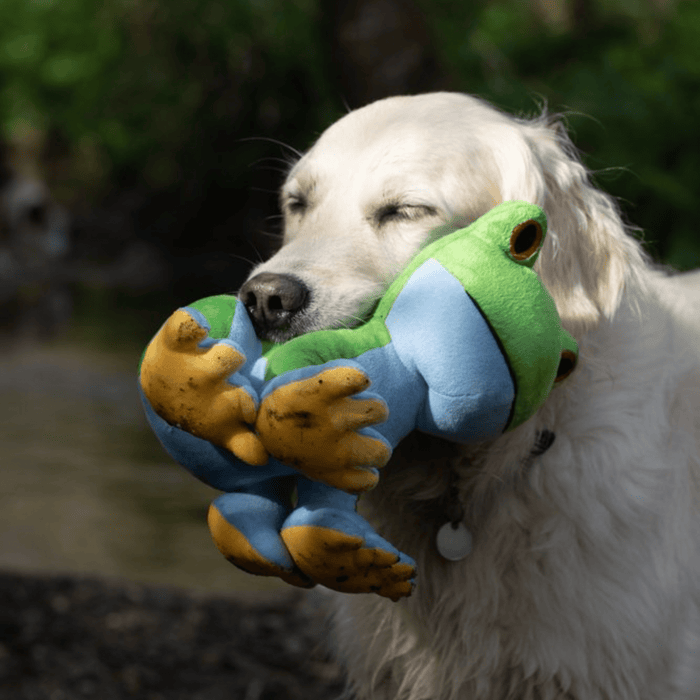 Golden Retriever outside with green frog plush dog toy with a blue underside, yellow feet and red eyes in it's mouth.