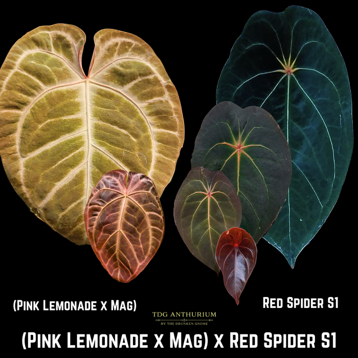 (Pink Lemonade x Mag) x Red Spider S1