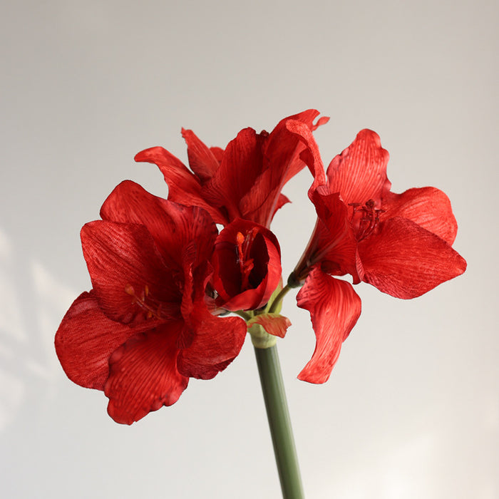 Red / 21"