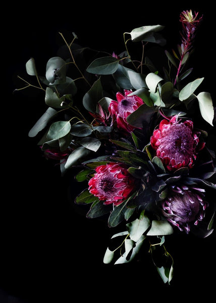 Protea Cluster | Elise Catterall