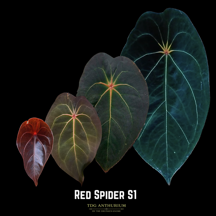 Red Spider S1 x Open