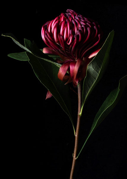 Red Waratah | Elise Catterall