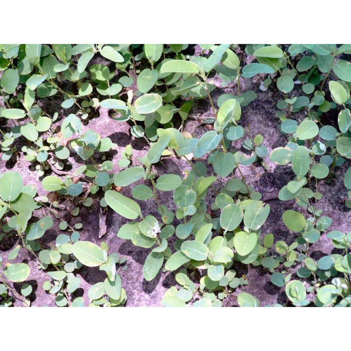 (Pre-Order Ships Spring) Alyce Clover Seed - Seed World