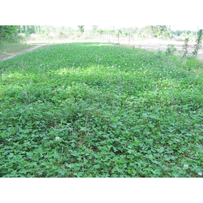 (Pre-Order Ships Spring) Alyce Clover Seed - Seed World