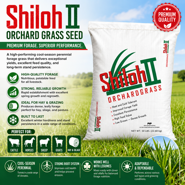 Shiloh II Orchard Grass Seed - Seed World