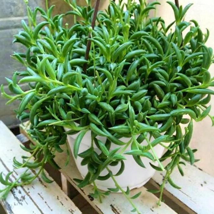 String of Bananas / Senecio Radicans (4 inch)