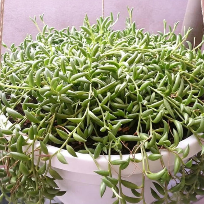 String of Bananas / Senecio Radicans (4 inch)