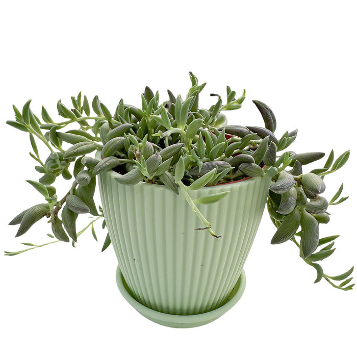 String of Bananas / Senecio Radicans (4 inch)