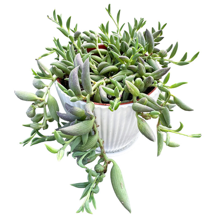 String of Bananas / Senecio Radicans (4 inch)