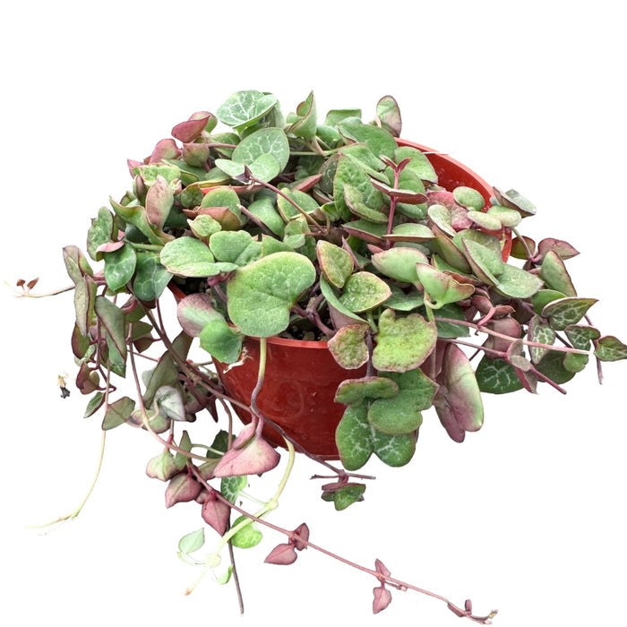 String of Hearts/Ceropegia woodii (4 inch)