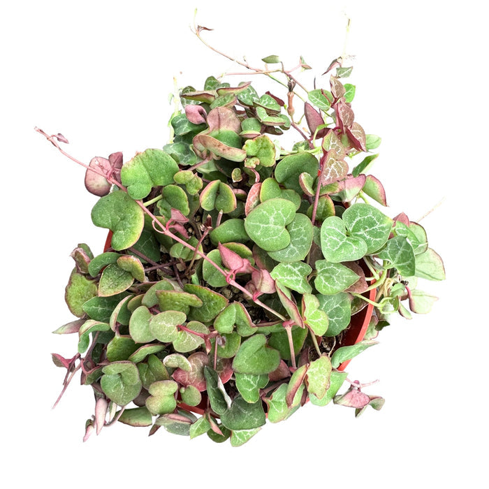 String of Hearts/Ceropegia woodii (4 inch)