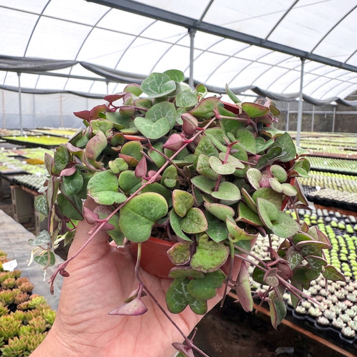 String of Hearts/Ceropegia woodii (4 inch)