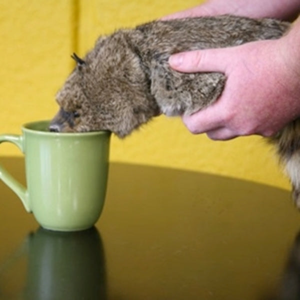 Super Robbie Raccoon - Appears Alive - Great Magician's Prop Children Love! - Super Flex Neck Version!