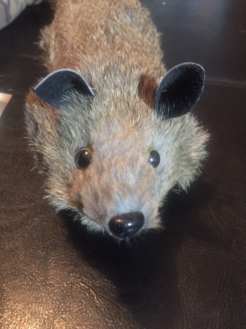 Super Robbie Raccoon - Appears Alive - Great Magician's Prop Children Love! - Super Flex Neck Version!