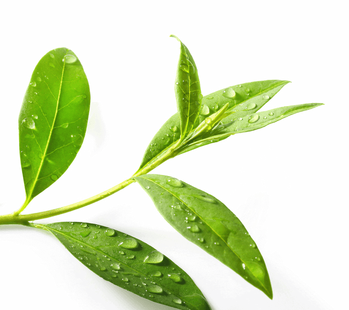 Tea tree essential oil 10ml - i-Spa