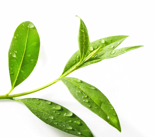 Tea tree essential oil 10ml - i-Spa