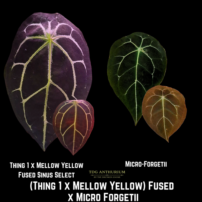 Thing 1 x Mellow Yellow X Micro Forgetii