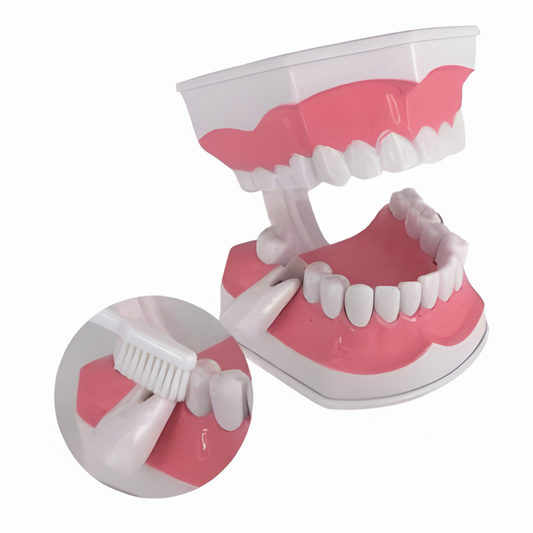 Tooth Brushing Model