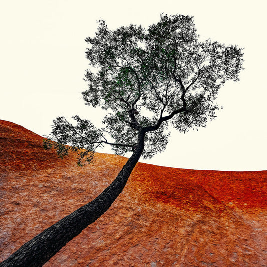 Uluru Tree |  Square Format | by Nick Psomiadis