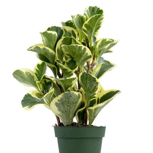 Peperomia obtusifolia variegata baby rubber plant with upright stems