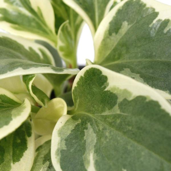 A close up on the variegation of a baby rubber plant peperomia obtusifolia