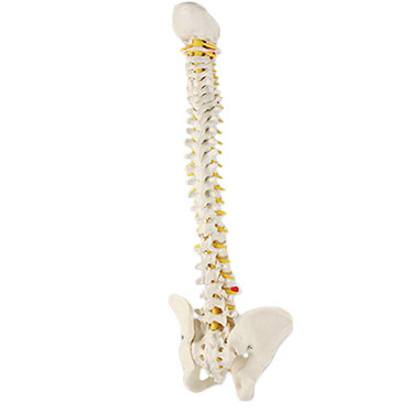 Vertebral Column Male with Stand