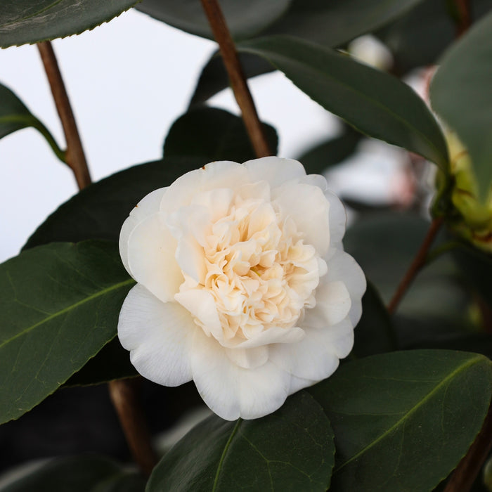 Close-up of Victory White camellia flower, layered pure white petals with golden stamens, elegant texture against dark green foliage.