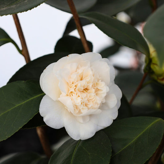 Close-up of Victory White camellia flower, layered pure white petals with golden stamens, elegant texture against dark green foliage.