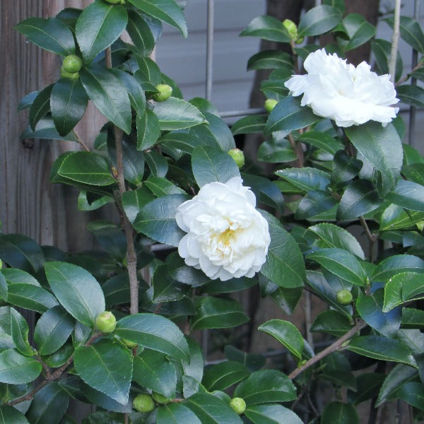 Victory White camellia shrub in a foundation bed, glossy evergreen leaves, and large white blooms brightening a shaded entry landscape.