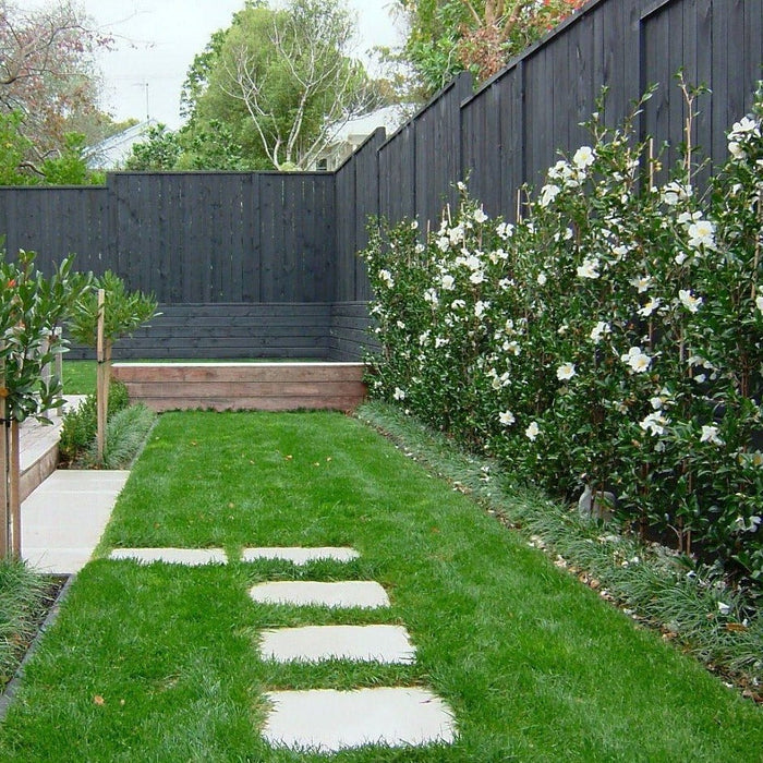 Victory White camellia habit showing upright evergreen shrub form, dense glossy leaves, ideal for part-shade hedges and screens.
