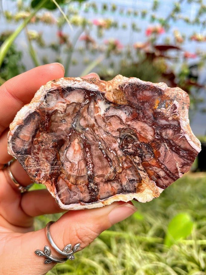 WYSIWYG- Petrified Wood Slab