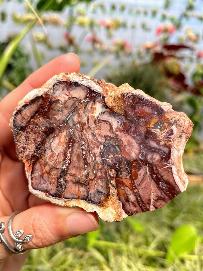WYSIWYG- Petrified Wood Slab