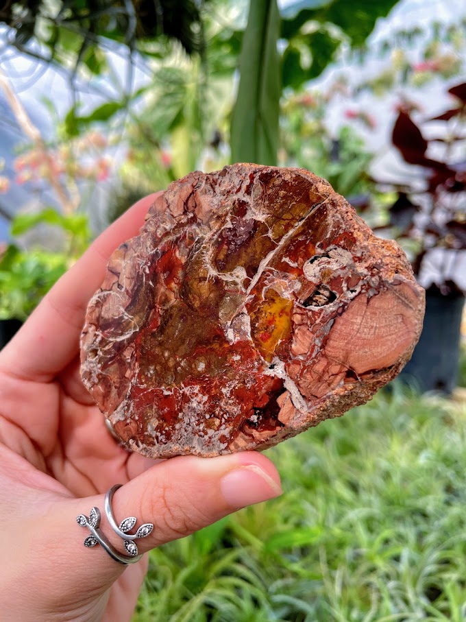 WYSIWYG- Petrified Wood Slab