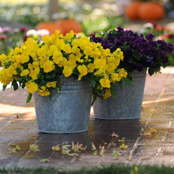 Yellow Pansies planted in a seasonal porch container with purple pansy accents for bright fall-to-spring color.