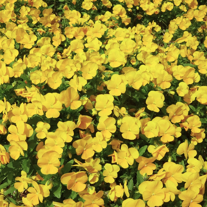 Yellow Pansies blooming in a cool-season landscape bed, showing bright yellow flowers and compact green foliage near a walkway.