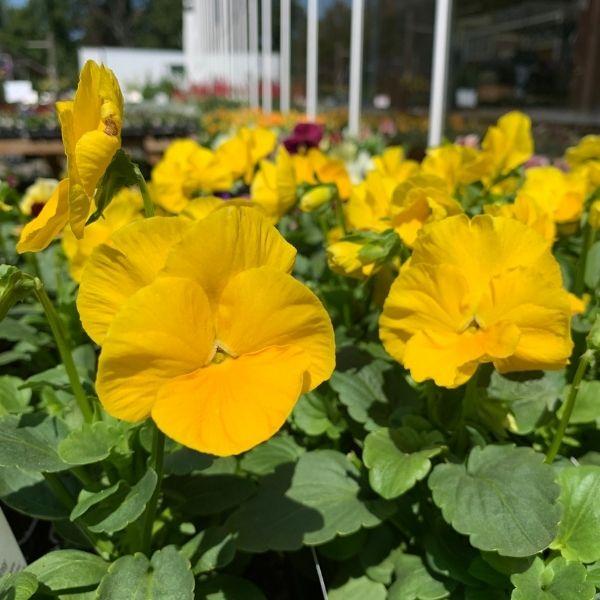 Close-up of Yellow Pansy flowers with vivid yellow petals and dark centers, highlighting bright cool-season color.